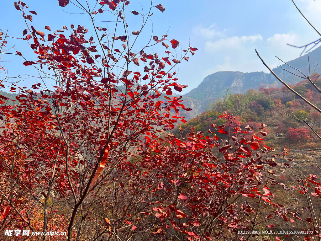 青州天赐山红叶