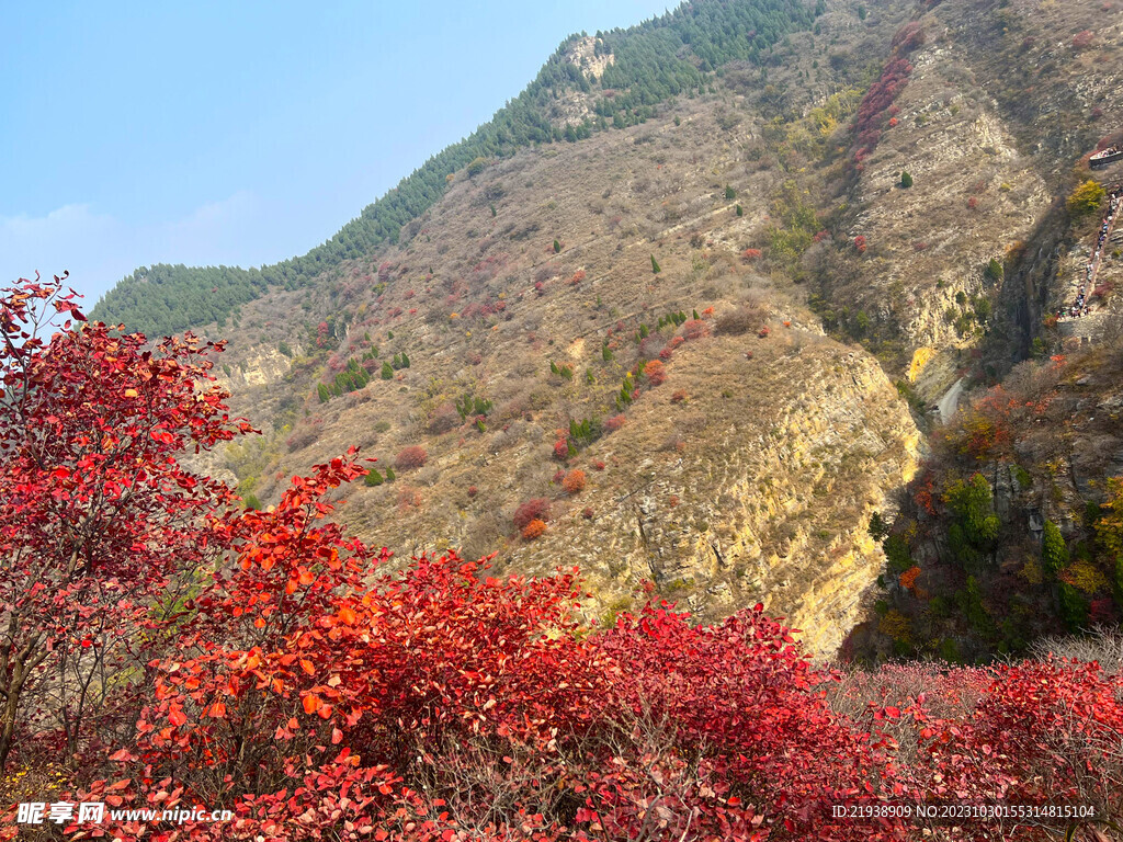 青州天赐山红叶