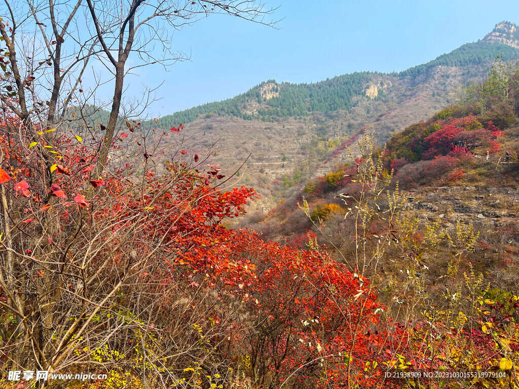 青州天赐山红叶