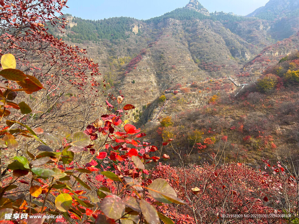 青州天赐山红叶