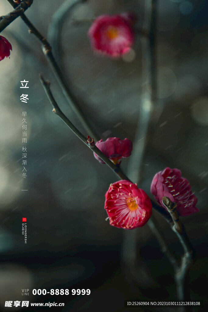立冬腊梅背景