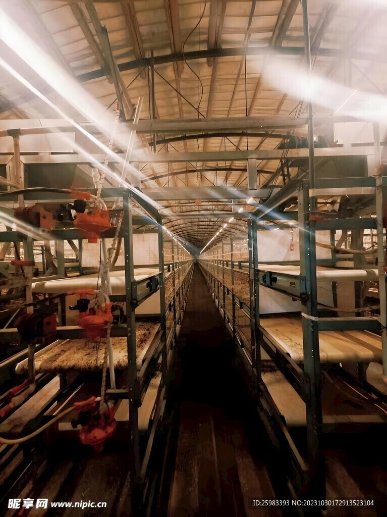 室内养鸡场