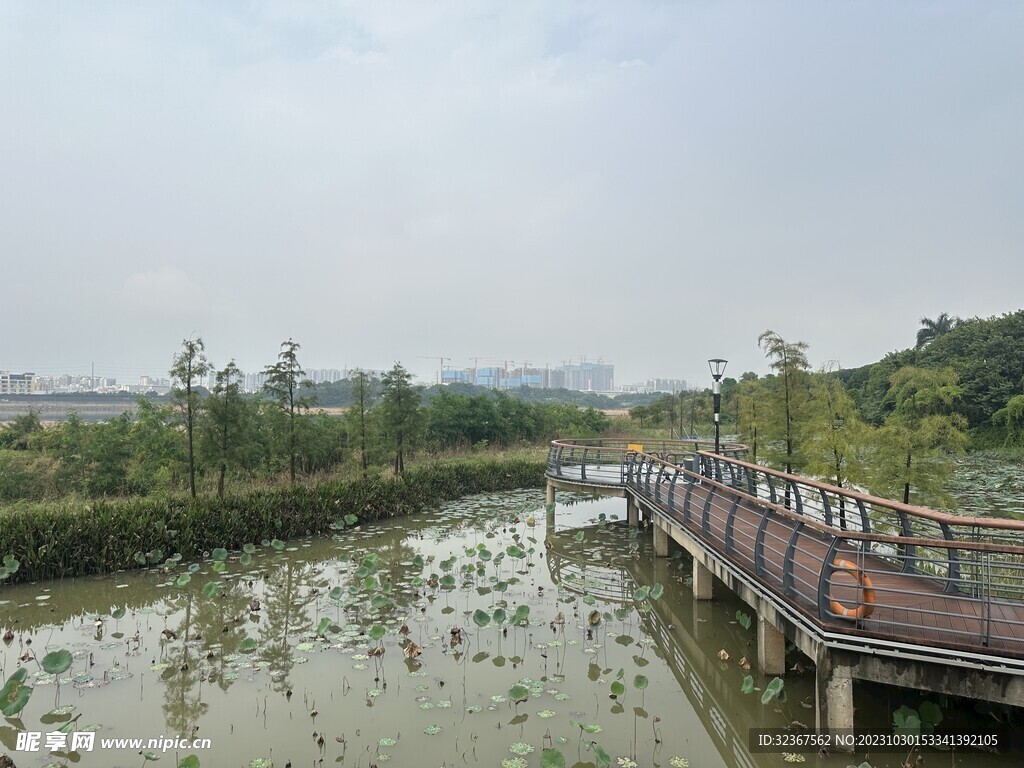 立新湖公园荷塘