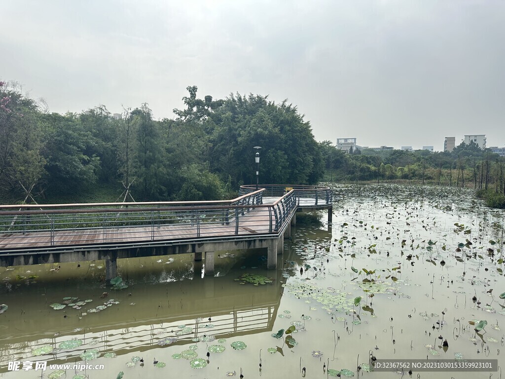 立新湖公园荷塘