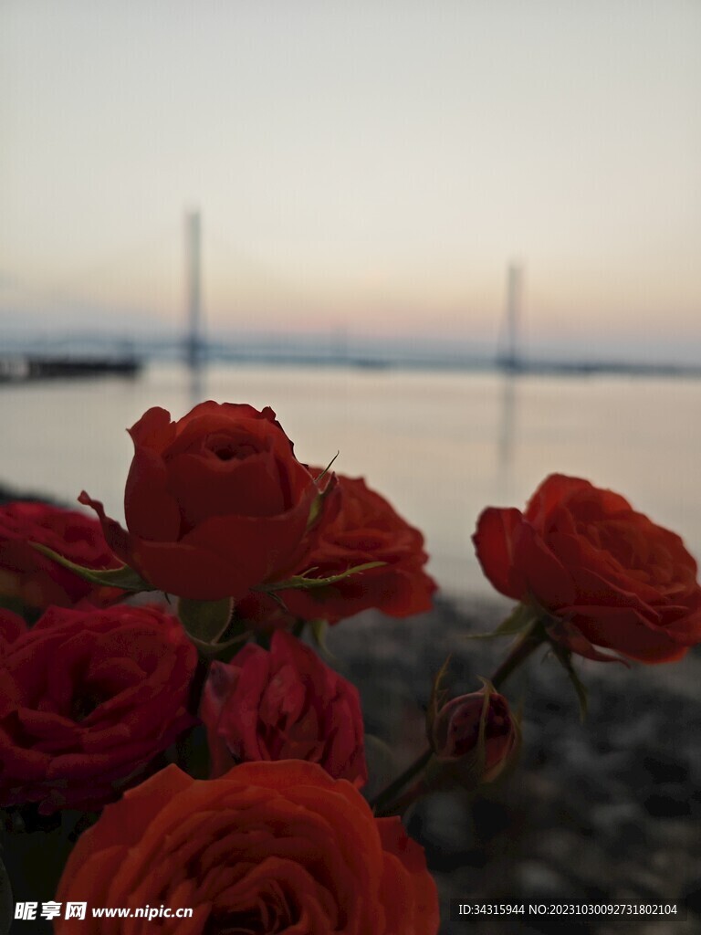 日落时的玫瑰