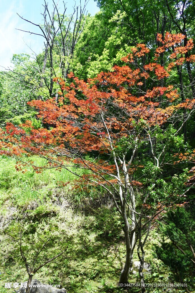 枫叶树