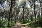 林间小路