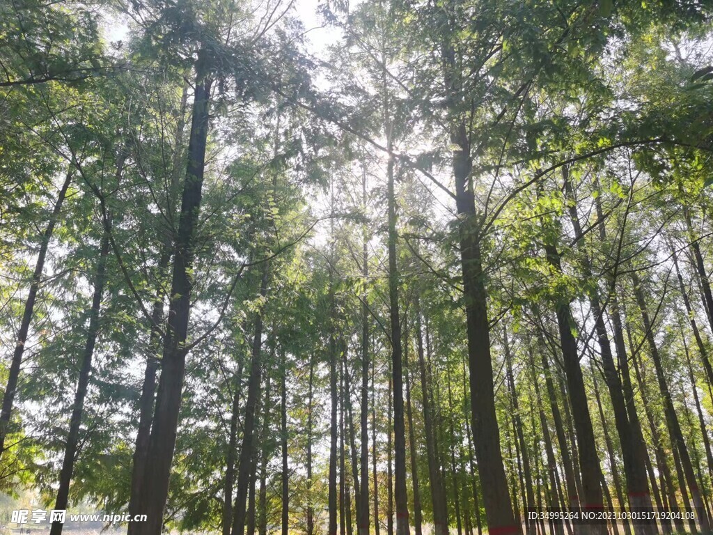 丛林