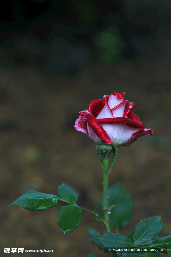 玫瑰 