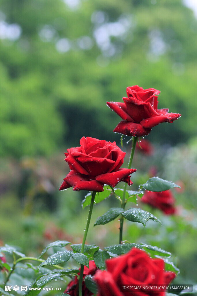玫瑰花园