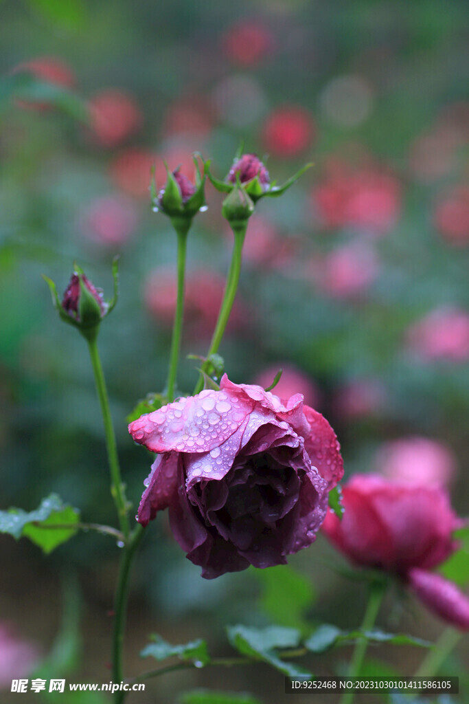 红玫瑰花 