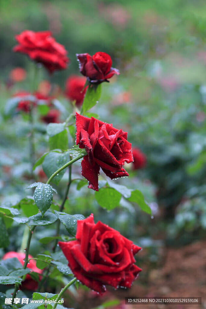 玫瑰 