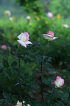 月季花