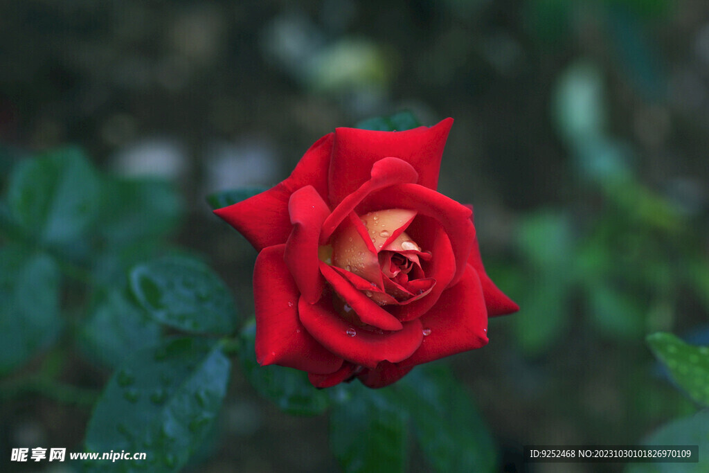 红玫瑰 
