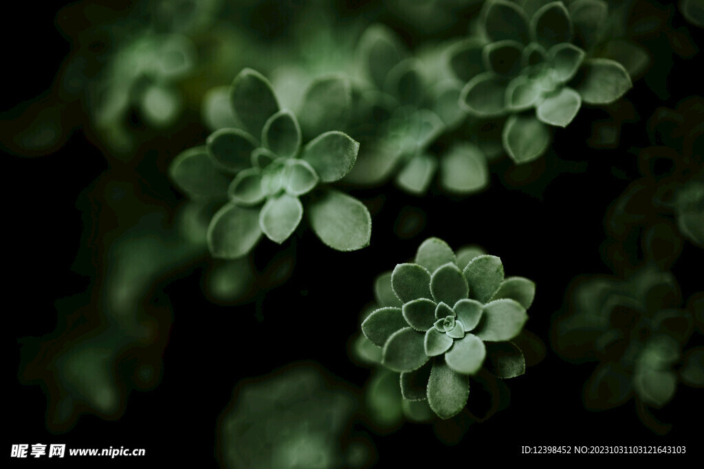 绿色多肉观赏植物