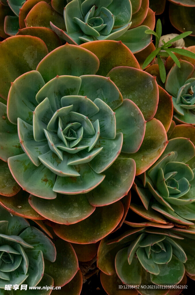 观赏多肉植物