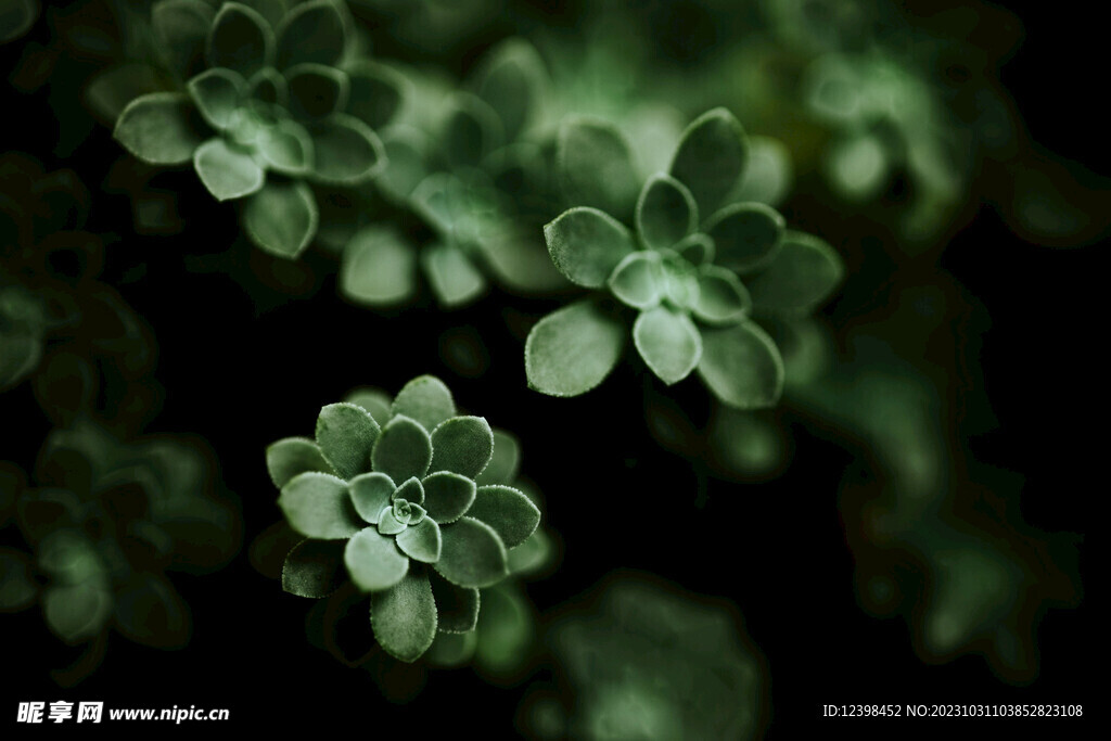 观赏多肉植物