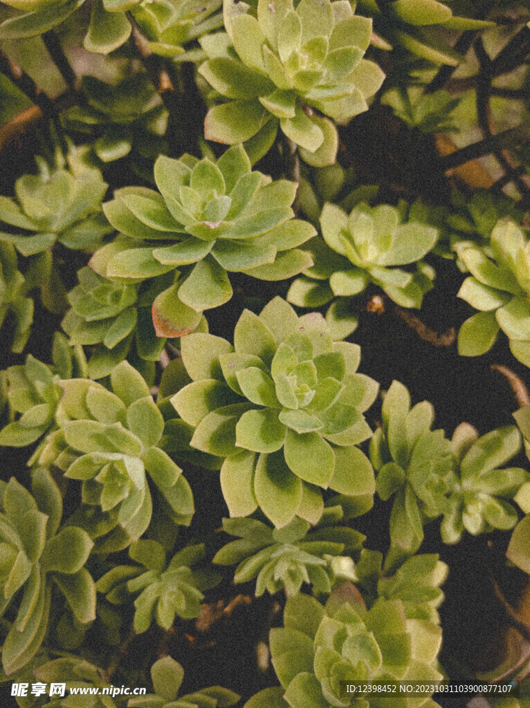 观赏多肉植物