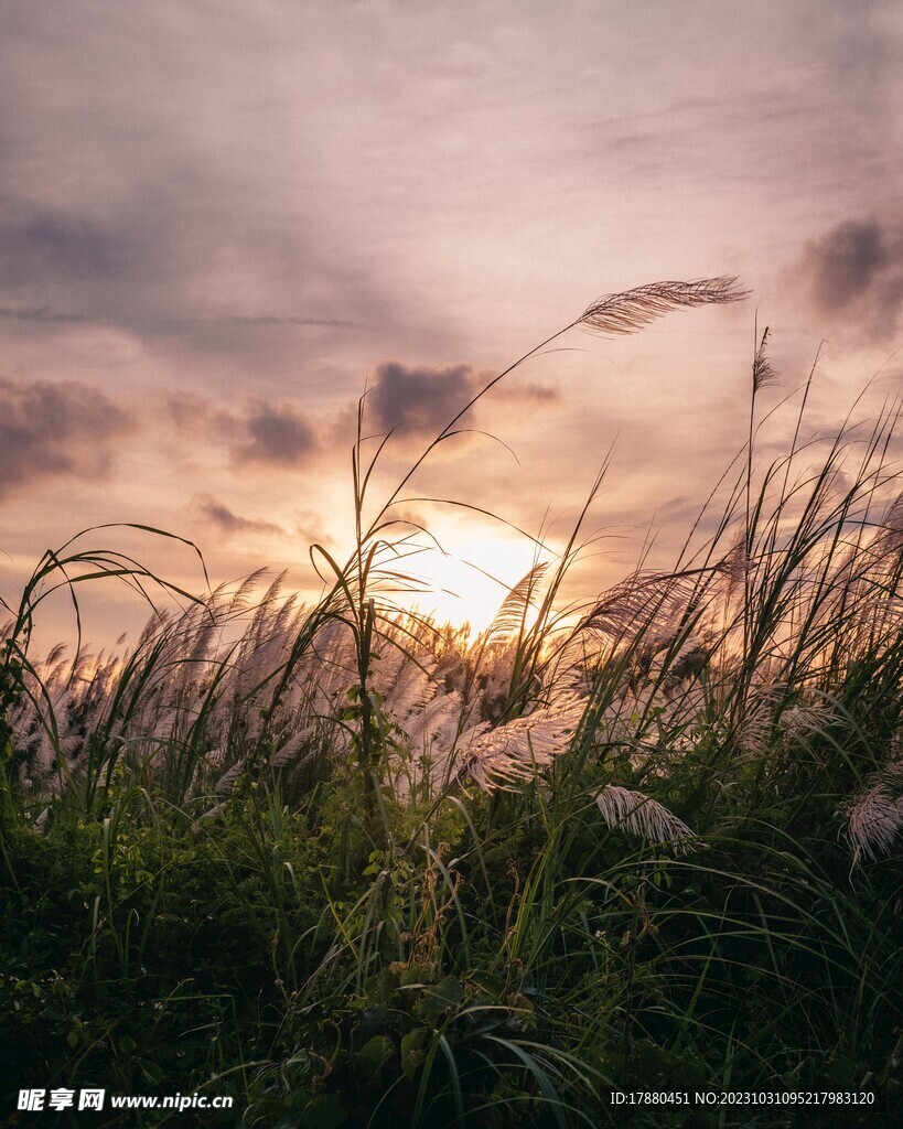 野草