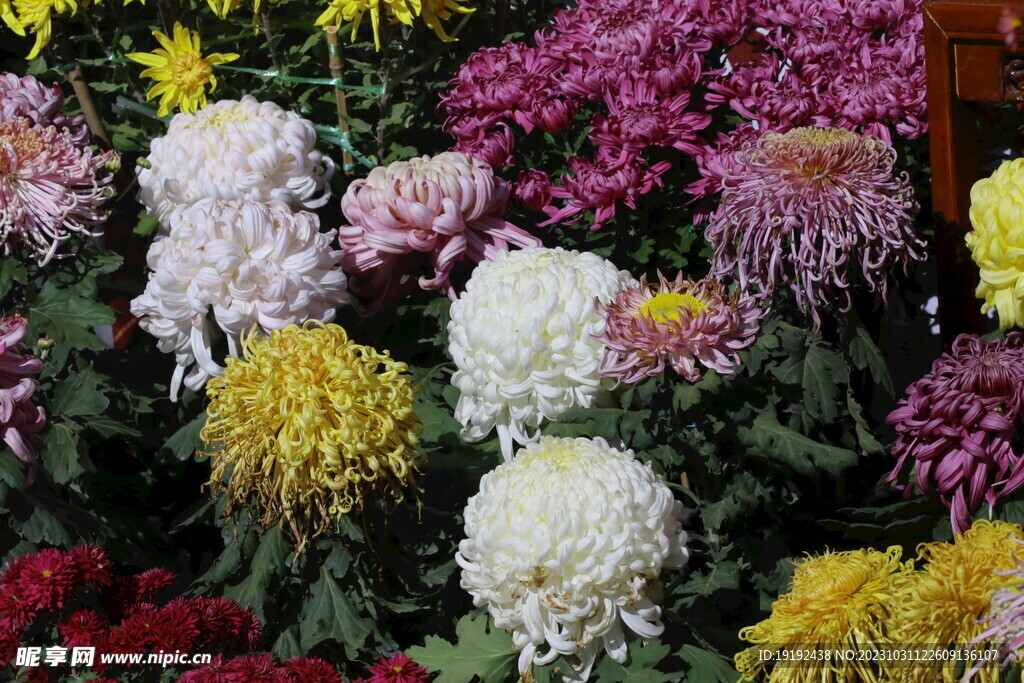 菊花 