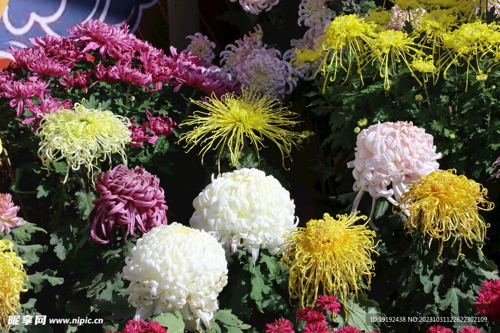 菊花