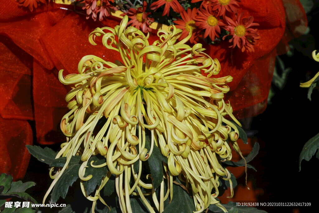菊花
