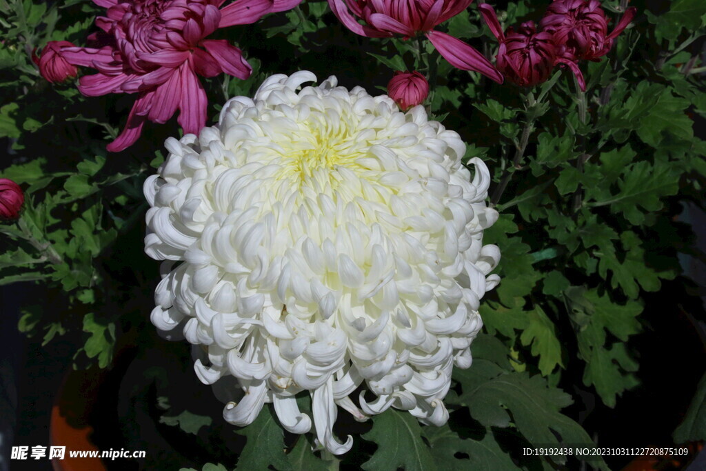 菊花 