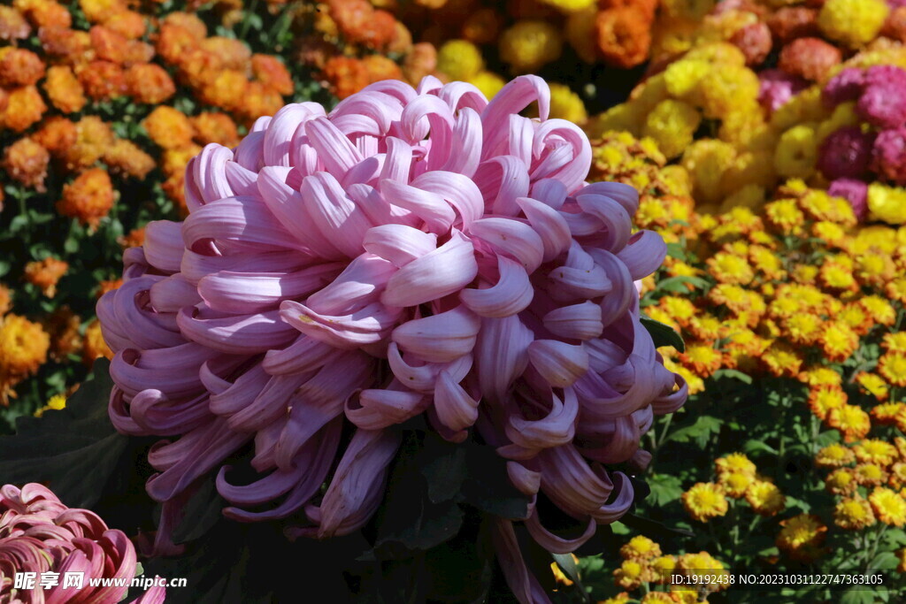 菊花 