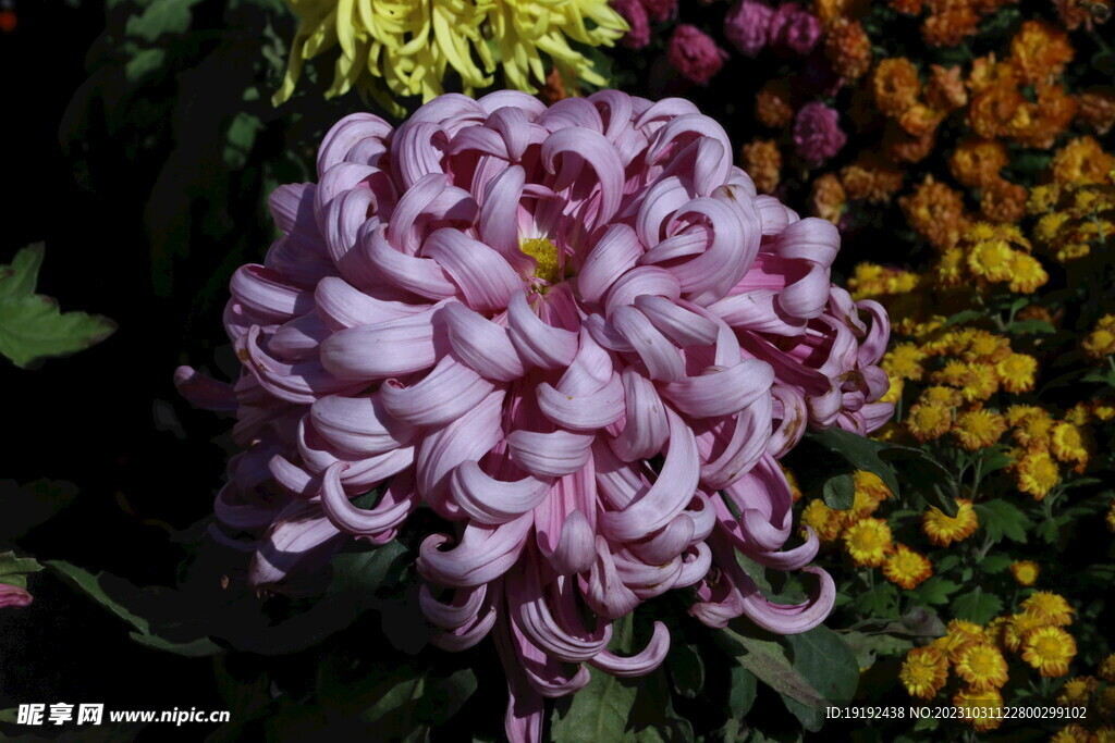 菊花 