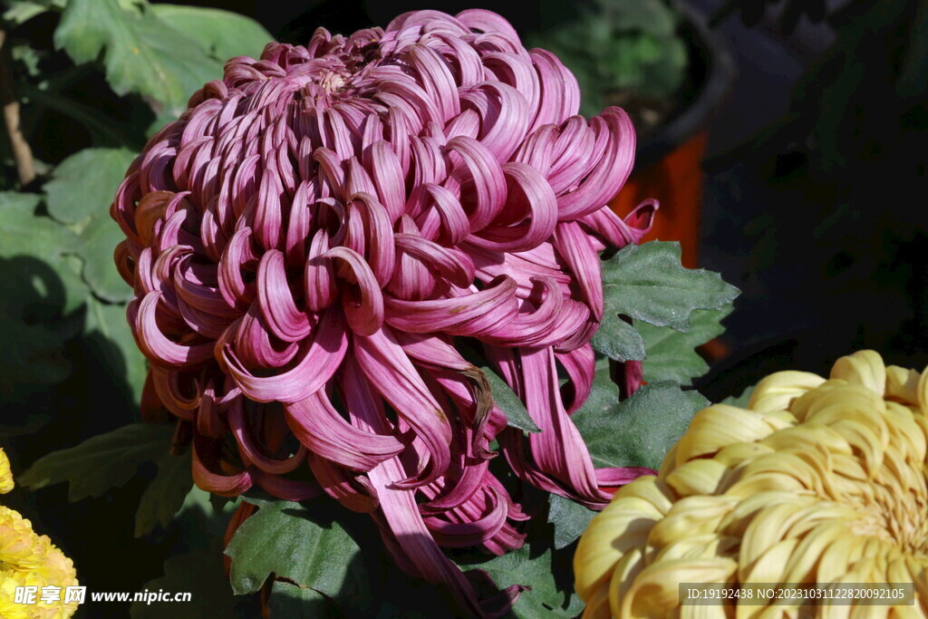 菊花 