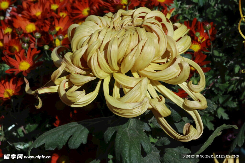 菊花 