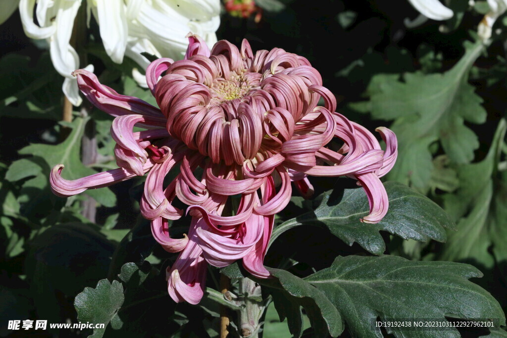 菊花 