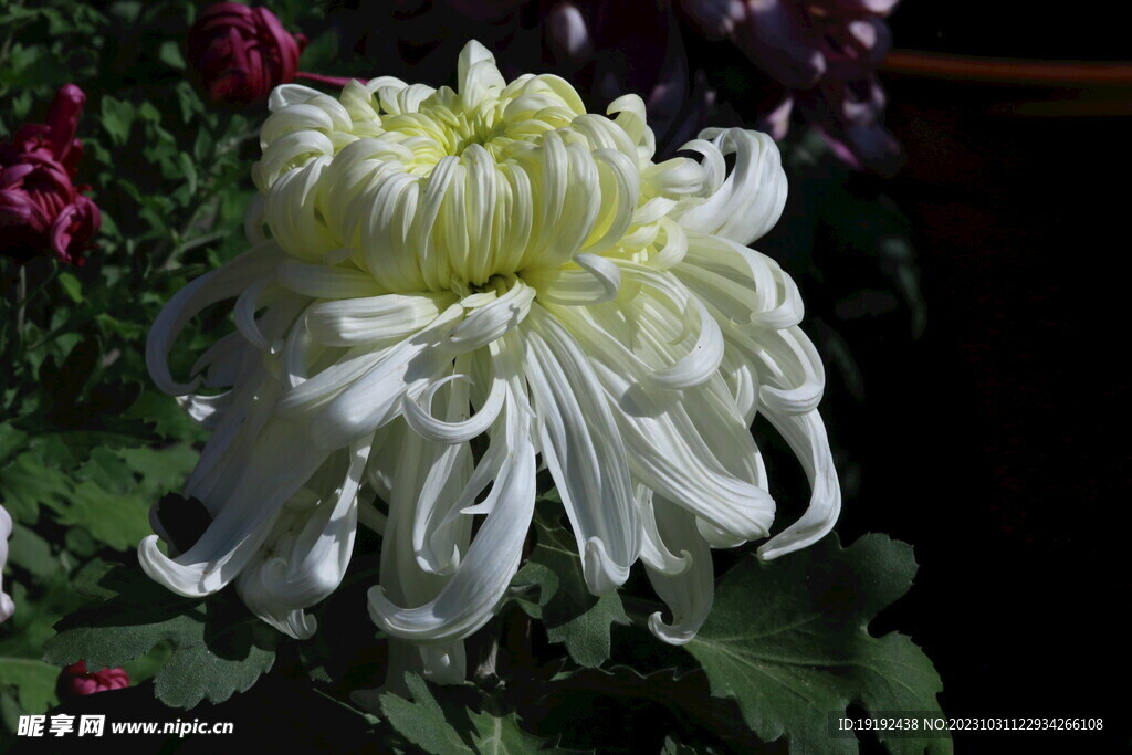 菊花 