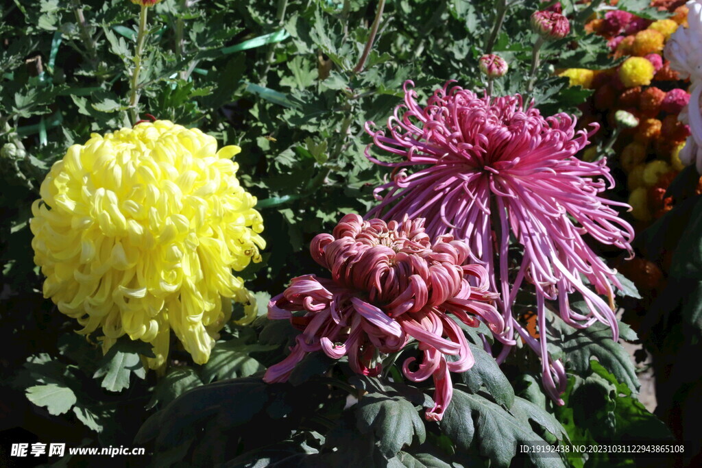 菊花 