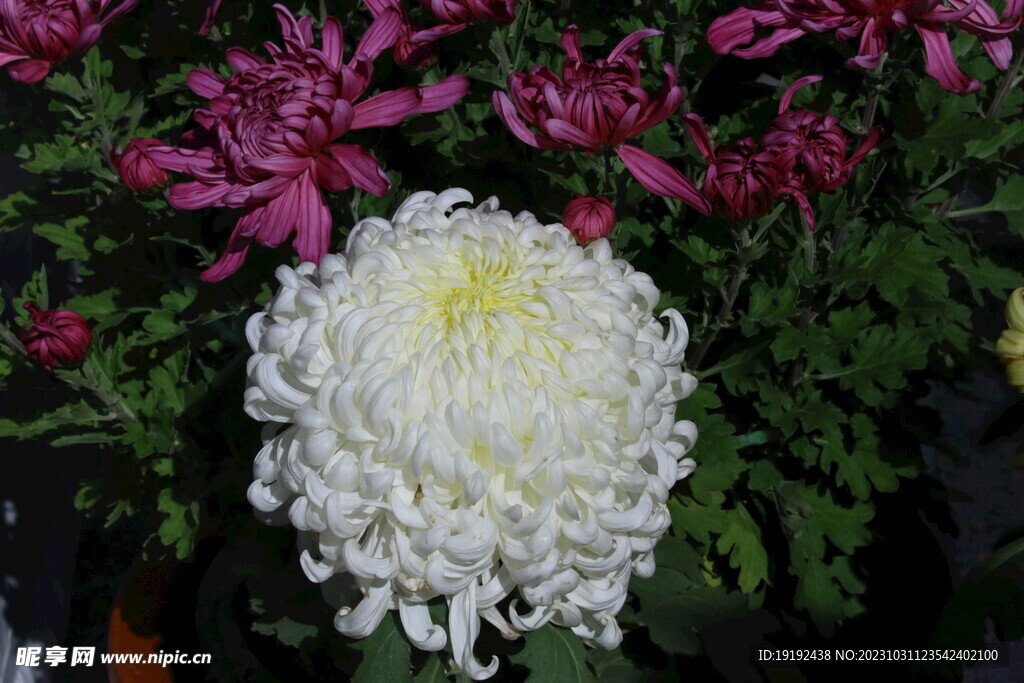 菊花 
