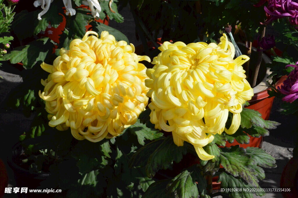 菊花 