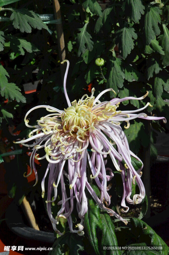 菊花 