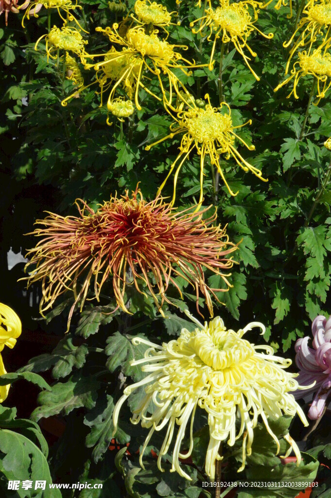 菊花