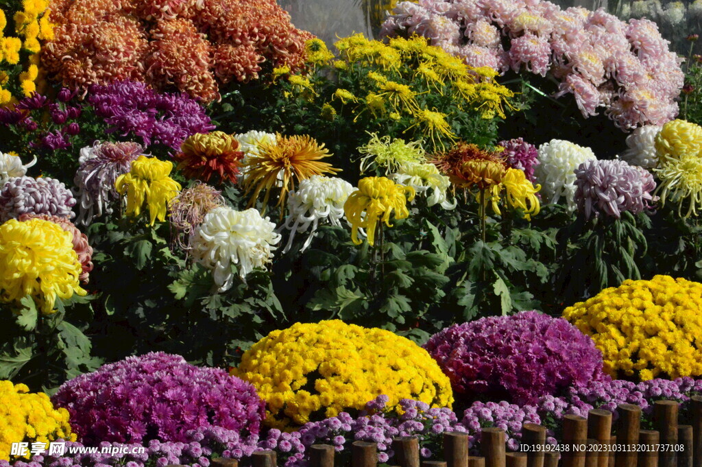 菊花