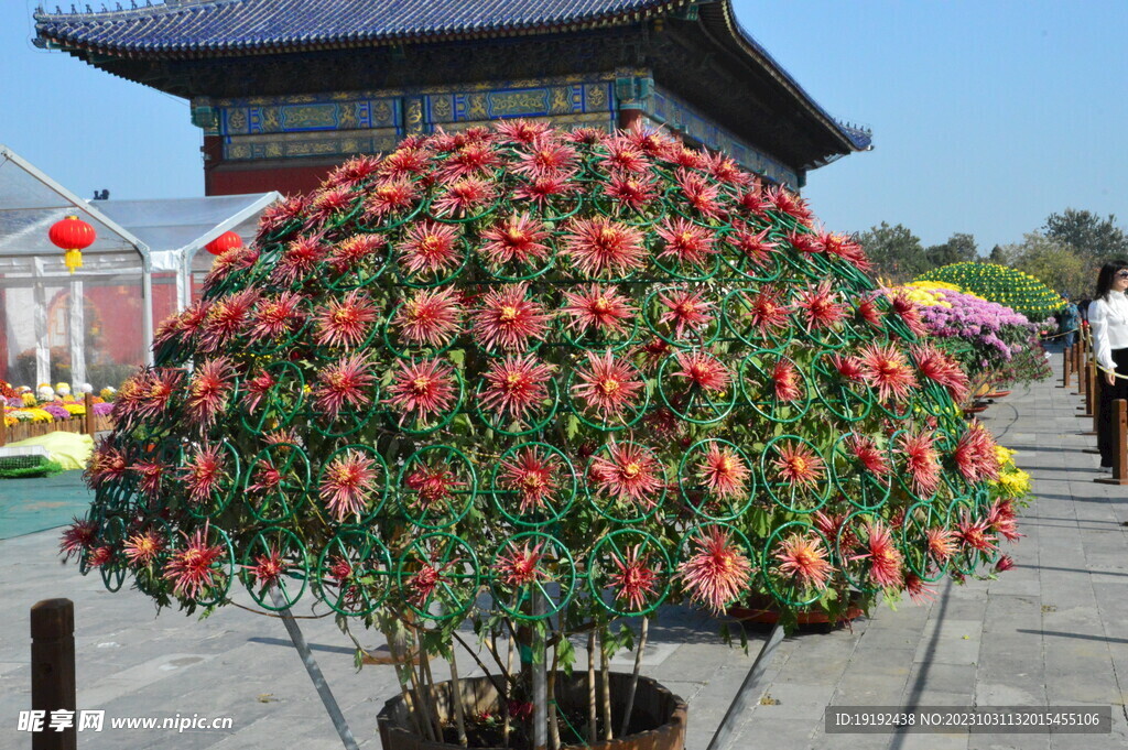 菊花