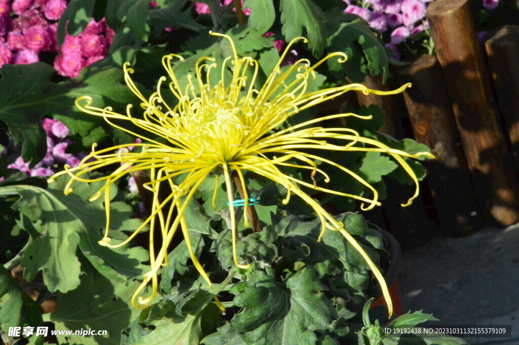 菊花