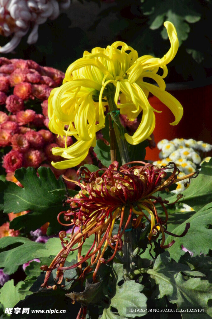 菊花 