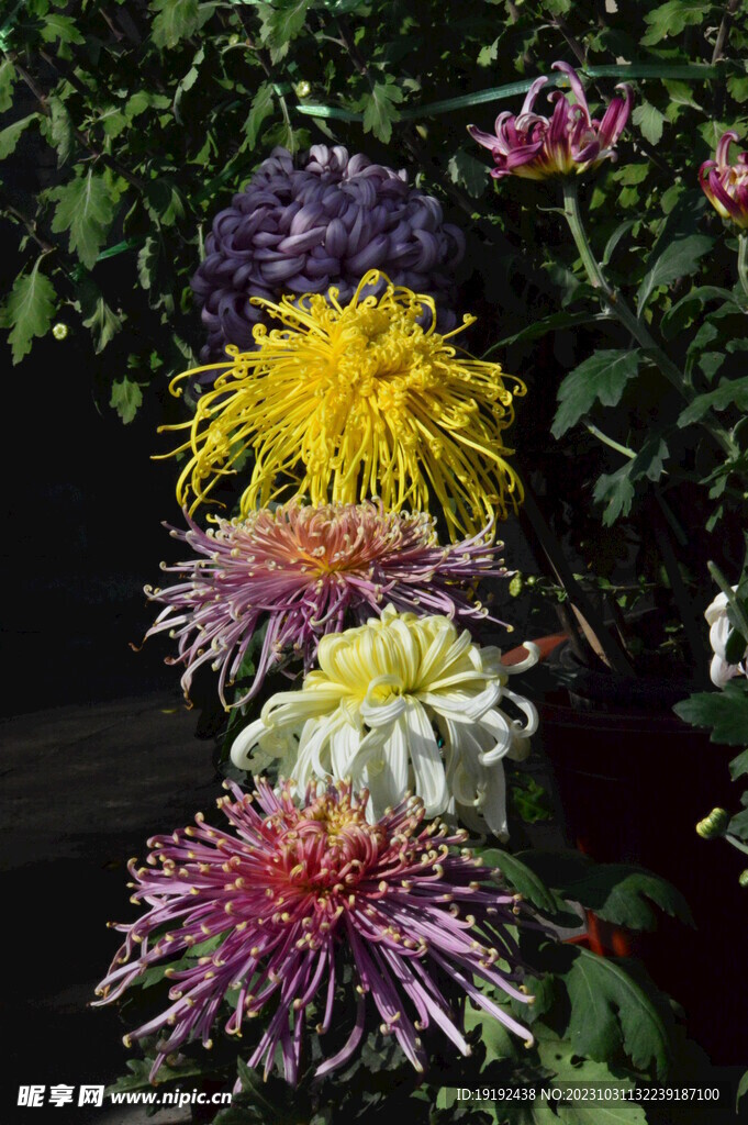 菊花