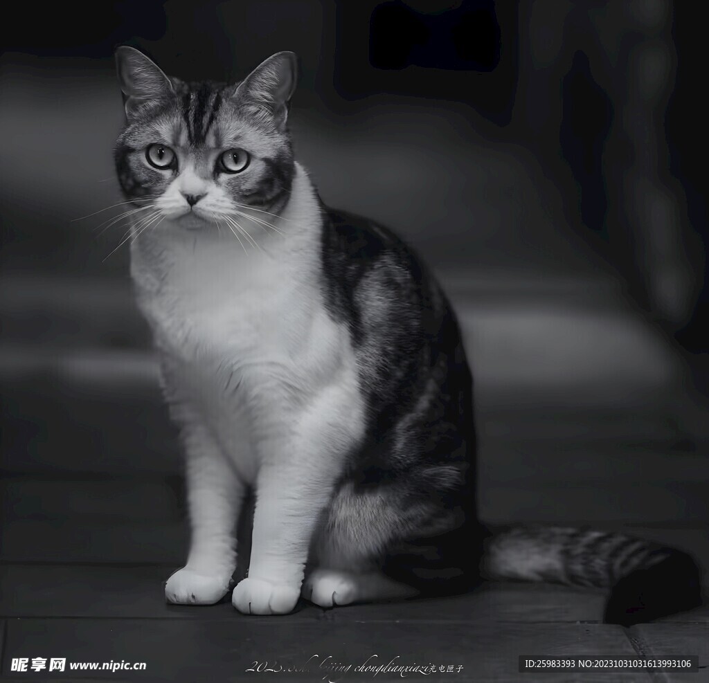 猫