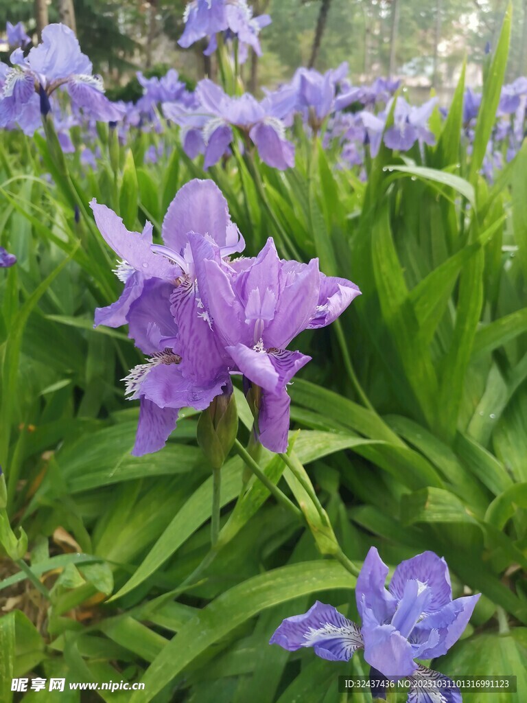 鸢尾花