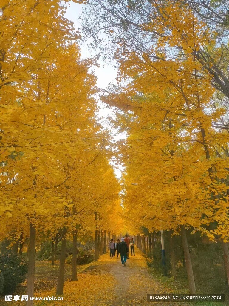 银杏树下