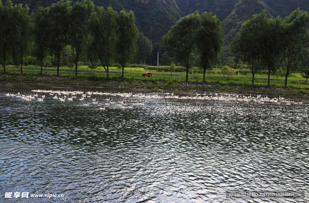 河边骑马放鸭