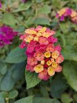 小花