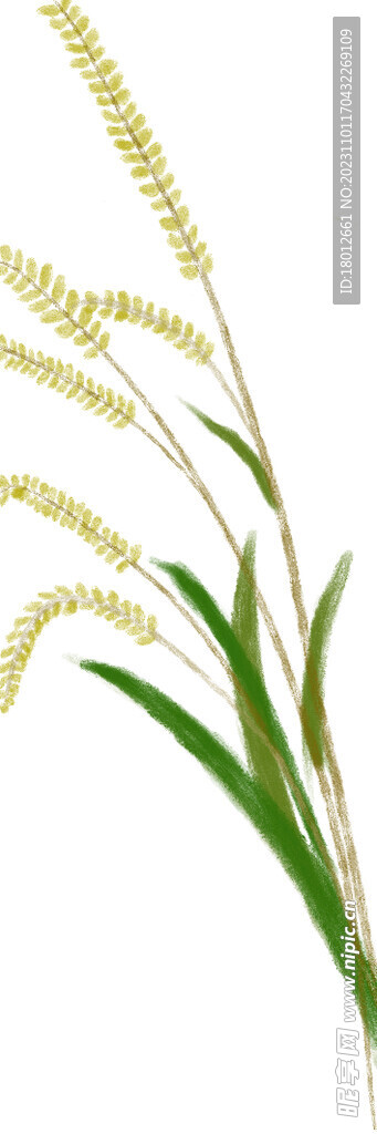 麦子