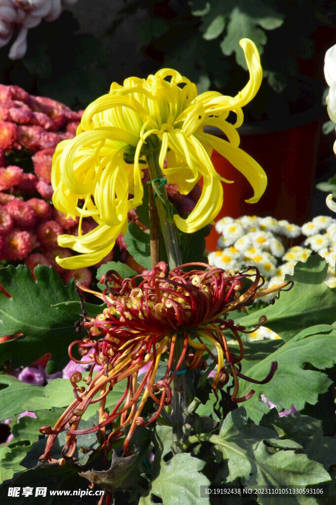 菊花 